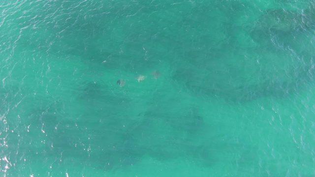 BUZZARDS BEACH EAST CAPE BCS-2023: Manatees Swimming in Clear Turquoise Water