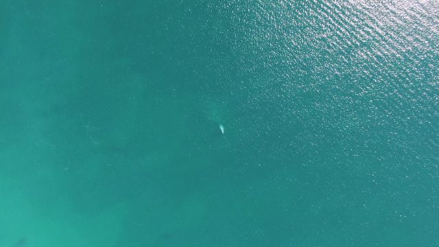 BUZZARDS BEACH EAST CAPE BCS-2023: Dolphin Swimming in Clear Turquoise Ocean