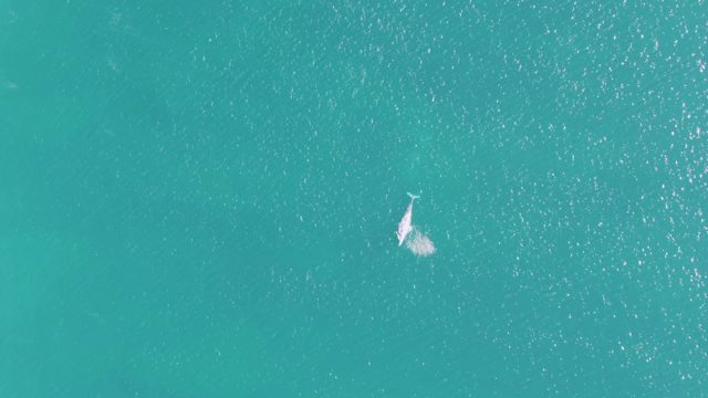 BUZZARDS BEACH EAST CAPE BCS-2023: Dolphin Gliding Through Clear Turquoise Sea
