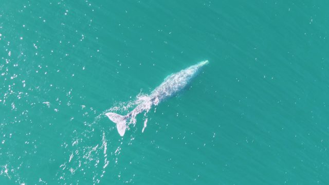 BUZZARDS BEACH EAST CAPE BCS-2023: Whale Swimming in Turquoise Ocean Waters