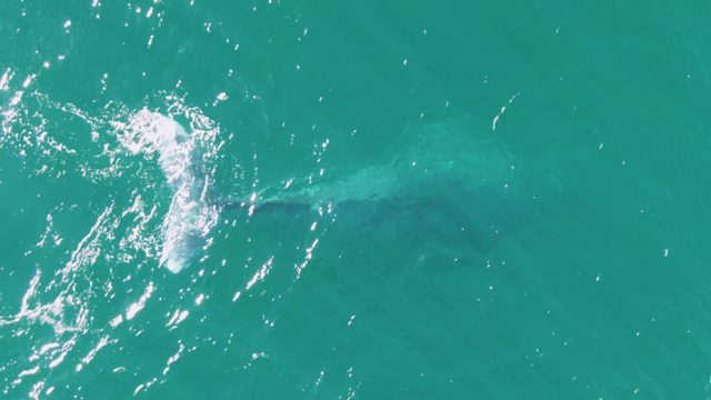BUZZARDS BEACH EAST CAPE BCS-2023: Whale's Tail Submerging in Clear Turquoise Water