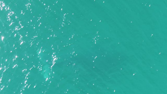 BUZZARDS BEACH EAST CAPE BCS-2023: Marine Animal Swimming Beneath Turquoise Water