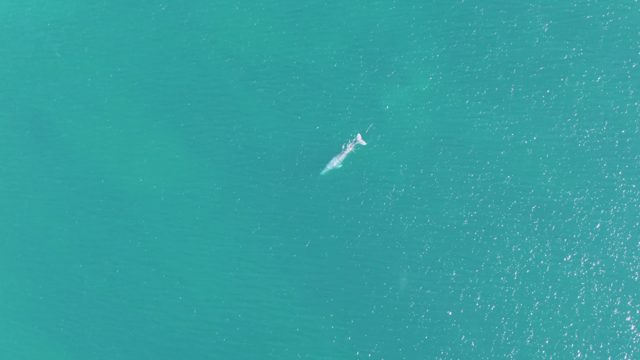 BUZZARDS BEACH EAST CAPE BCS-2023: Whale Gliding in Clear Turquoise Ocean Water