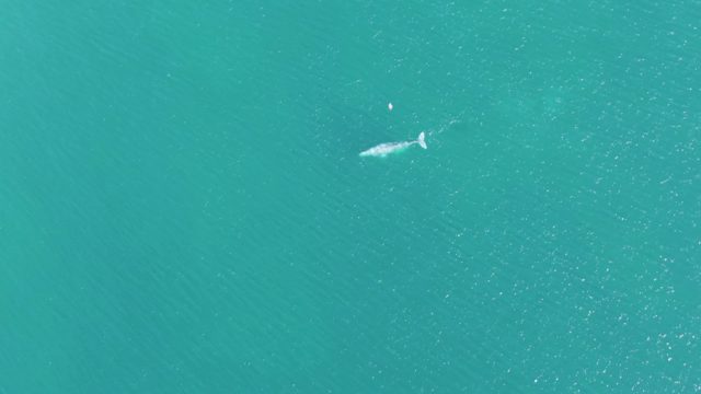 BUZZARDS BEACH EAST CAPE BCS-2023: Whale Swimming in Clear Turquoise Ocean Water