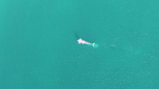 BUZZARDS BEACH EAST CAPE BCS-2023: Whale Surfacing and Swimming in Turquoise Ocean