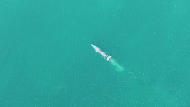 BUZZARDS BEACH EAST CAPE BCS-2023: Whale Swimming in Clear Turquoise Ocean