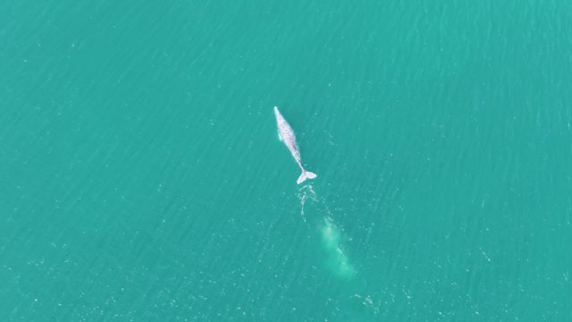 BUZZARDS BEACH EAST CAPE BCS-2023: Whale Swimming and Spouting in Turquoise Ocean