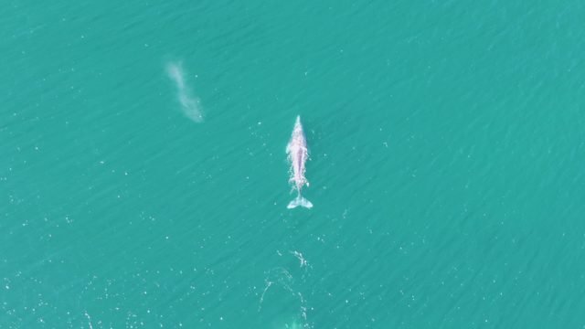 BUZZARDS BEACH EAST CAPE BCS-2023: Whale Surfacing and Diving in Turquoise Water