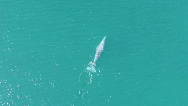 BUZZARDS BEACH EAST CAPE BCS-2023: Whale Swimming in Turquoise Ocean Waters