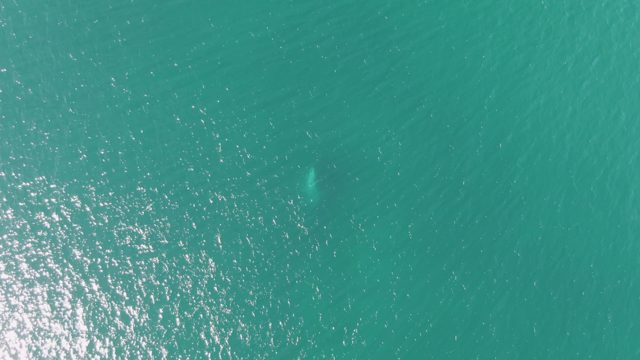 BUZZARDS BEACH EAST CAPE BCS-2023: Marine Animal Surfacing in Clear Turquoise Water