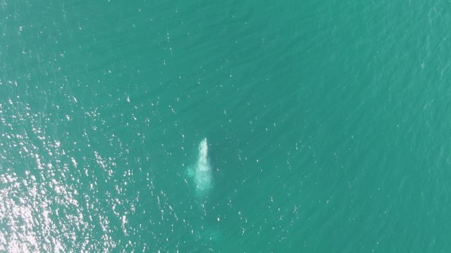 BUZZARDS BEACH EAST CAPE BCS-2023: Whale Surfacing in Clear Turquoise Ocean