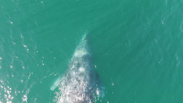 BUZZARDS BEACH EAST CAPE BCS-2023: Humpback Whale Surfacing and Diving in Turquoise Water