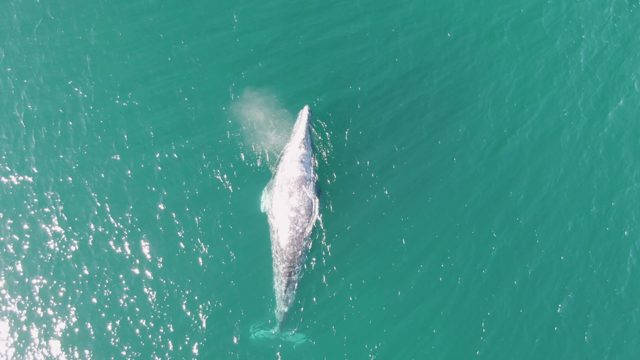 BUZZARDS BEACH EAST CAPE BCS-2023: Whale Surfacing and Swimming in Turquoise Ocean