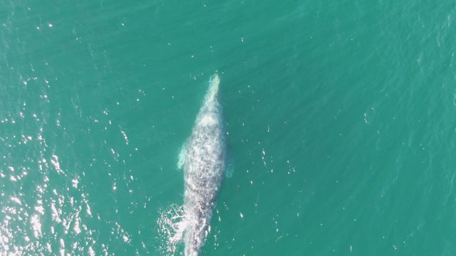 BUZZARDS BEACH EAST CAPE BCS-2023: Whale Gliding Through Turquoise Ocean Waters