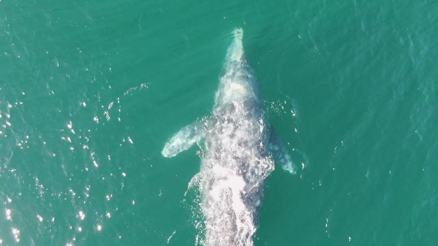 BUZZARDS BEACH EAST CAPE BCS-2023: Whale Surfacing and Submerging in Clear Ocean Water