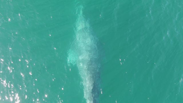 BUZZARDS BEACH EAST CAPE BCS-2023: Whale Diving Deeper in Clear Turquoise Ocean