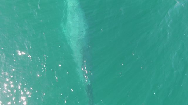 BUZZARDS BEACH EAST CAPE BCS-2023: Large Marine Animal Gliding in Clear Ocean Water