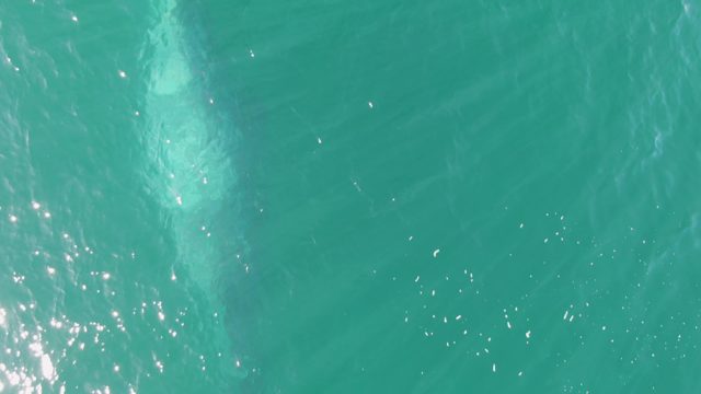 BUZZARDS BEACH EAST CAPE BCS-2023: Marine Animal Swimming in Turquoise Ocean Water