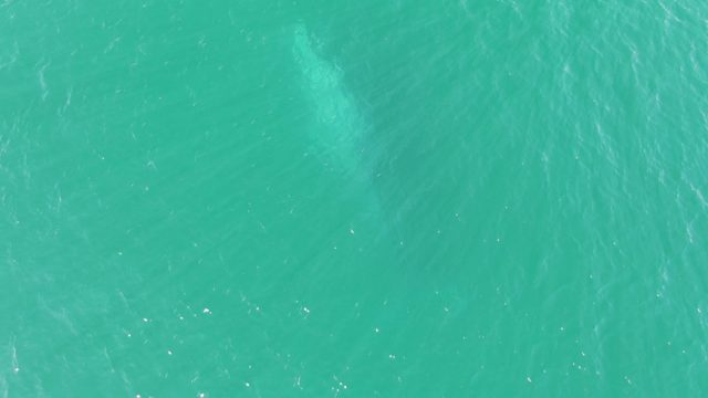 BUZZARDS BEACH EAST CAPE BCS-2023: Whale Gliding Through Turquoise Ocean Surface