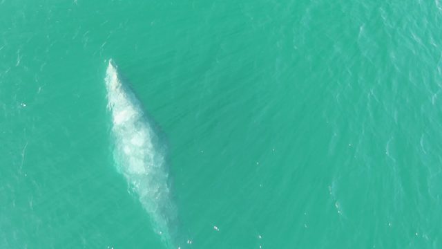 BUZZARDS BEACH EAST CAPE BCS-2023: Whale Surfacing and Spouting in Clear Ocean Water
