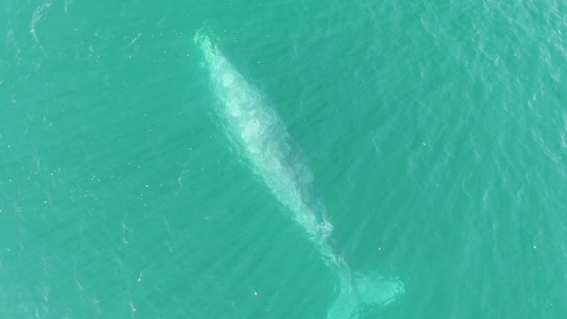 BUZZARDS BEACH EAST CAPE BCS-2023: Whale Swimming in Clear Turquoise Ocean Water
