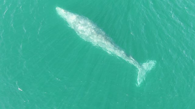 BUZZARDS BEACH EAST CAPE BCS-2023: Whale Swimming in Clear Turquoise Water