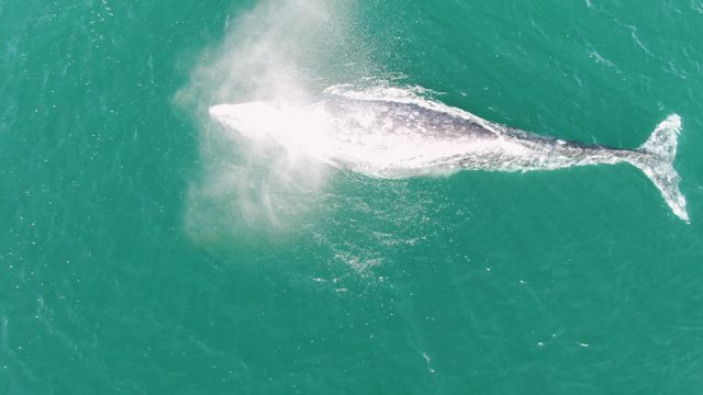 BUZZARDS BEACH EAST CAPE BCS-2023: Whale Surfacing and Exhaling in Clear Ocean Water