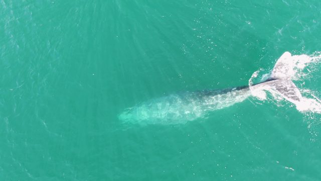 BUZZARDS BEACH EAST CAPE BCS-2023: Whale Swimming in Turquoise Ocean Water
