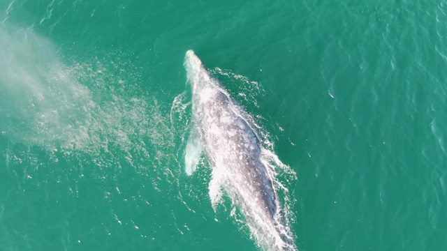 BUZZARDS BEACH EAST CAPE BCS-2023: Humpback Whale Surfacing and Diving in Turquoise Water
