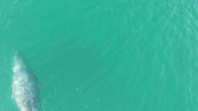 BUZZARDS BEACH EAST CAPE BCS-2023: Whale Swimming in Turquoise Ocean Waters