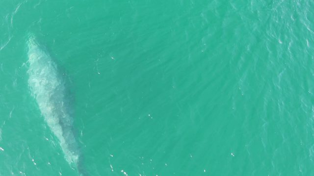BUZZARDS BEACH EAST CAPE BCS-2023: Whale Surfacing in Clear Turquoise Water