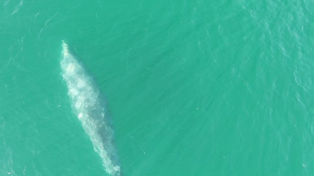 BUZZARDS BEACH EAST CAPE BCS-2023: Whale Gliding Through Clear Turquoise Water