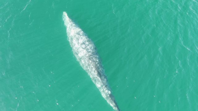 BUZZARDS BEACH EAST CAPE BCS-2023: Whale Surfacing and Spouting in Turquoise Water