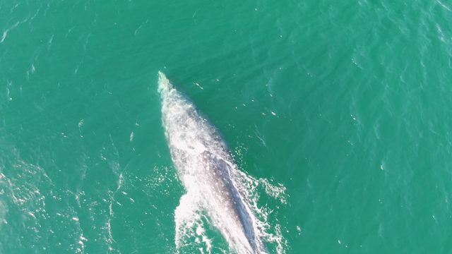 BUZZARDS BEACH EAST CAPE BCS-2023: Whale Swimming Through Clear Turquoise Water