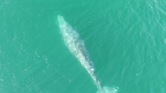BUZZARDS BEACH EAST CAPE BCS-2023: Whale Swimming in Clear Turquoise Water