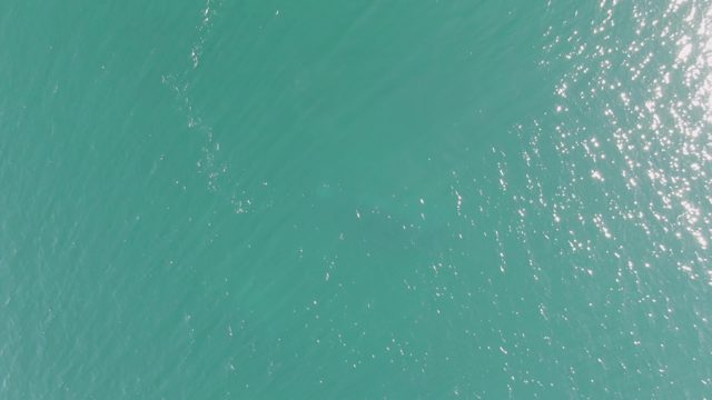 BUZZARDS BEACH EAST CAPE BCS-2023: Submerged Marine Creature Moving in Clear Turquoise Water
