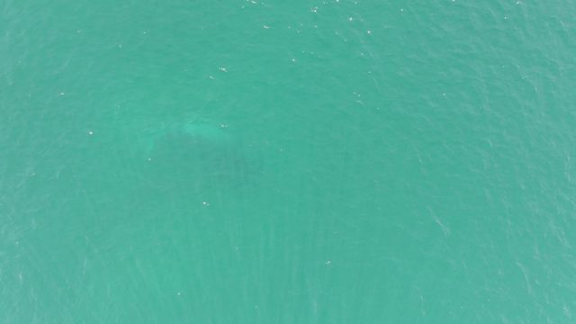 BUZZARDS BEACH EAST CAPE BCS-2023: Large Marine Animal Swimming Beneath Turquoise Water
