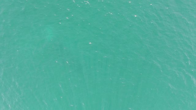 BUZZARDS BEACH EAST CAPE BCS-2023: Marine Animal Swimming Beneath Turquoise Ocean Surface