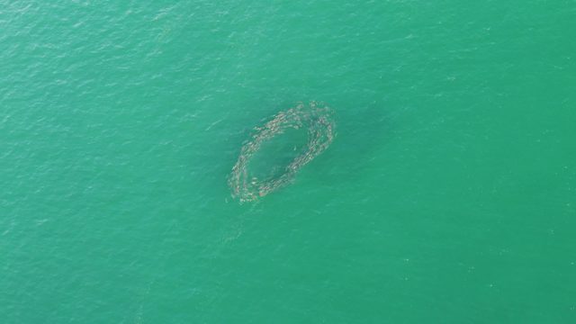 BUZZARDS BEACH EAST CAPE BCS-2023: School of Fish Forming Circular Pattern in Ocean Water