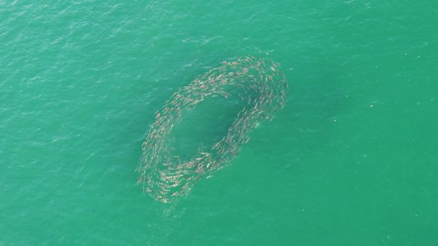 BUZZARDS BEACH EAST CAPE BCS-2023: Fish School Spiraling in Turquoise Ocean Water