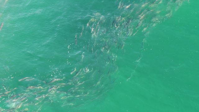 BUZZARDS BEACH EAST CAPE BCS-2023: School of Fish Swimming in Clear Turquoise Water