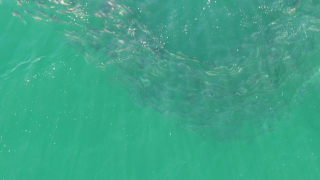 BUZZARDS BEACH EAST CAPE BCS-2023: School of Small Fish Swimming in Clear Turquoise Water