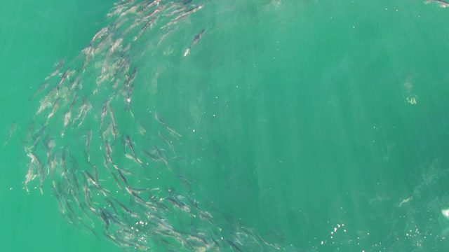 BUZZARDS BEACH EAST CAPE BCS-2023: Small Fish School Swimming in Clear Turquoise Water