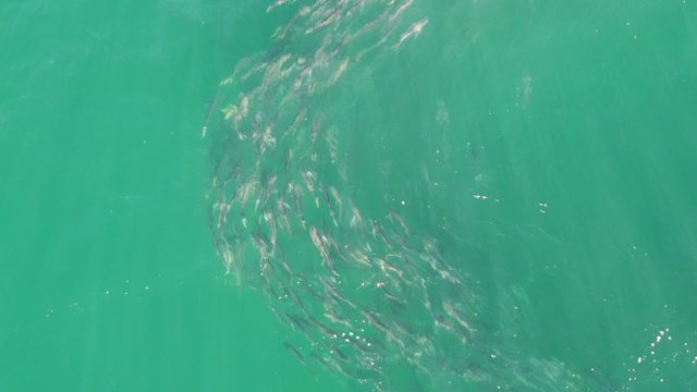 BUZZARDS BEACH EAST CAPE BCS-2023: School of Small Fish Swimming in Clear Turquoise Water