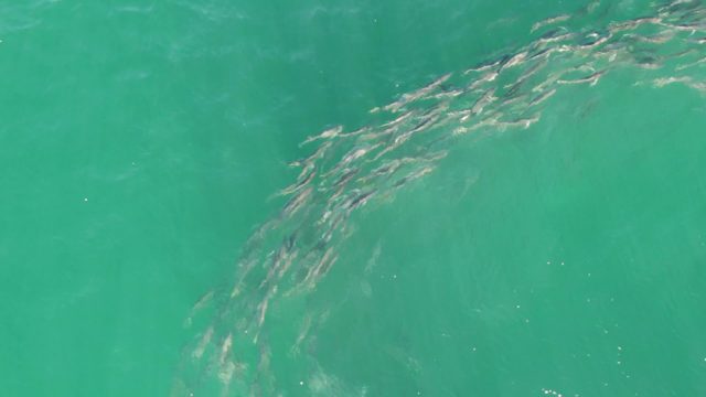 BUZZARDS BEACH EAST CAPE BCS-2023: School of Fish Swimming in Turquoise Water