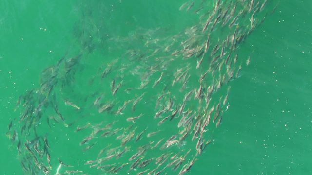 BUZZARDS BEACH EAST CAPE BCS-2023: Large School of Fish Swimming in Turquoise Water