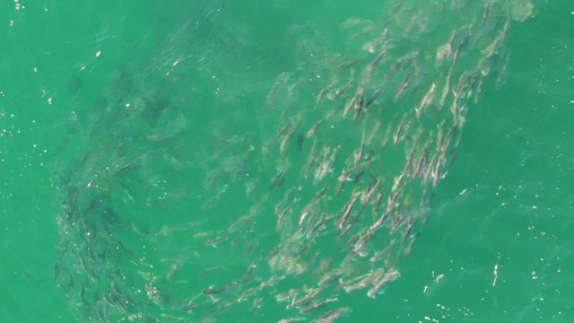 BUZZARDS BEACH EAST CAPE BCS-2023: School of Small Fish Swimming in Clear Turquoise Water