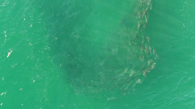 BUZZARDS BEACH EAST CAPE BCS-2023: Fish School Moving in Clear Turquoise Water