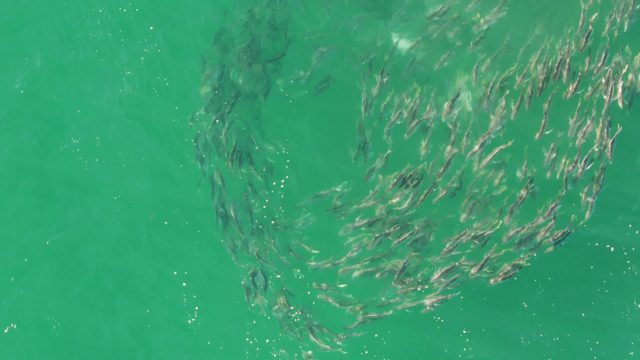 BUZZARDS BEACH EAST CAPE BCS-2023: School of Fish Forming a Rotating Spiral in Clear Water