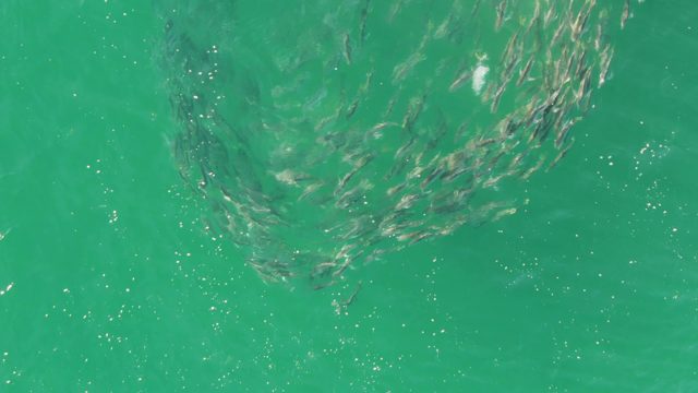 BUZZARDS BEACH EAST CAPE BCS-2023: School of Small Fish Swirling in Clear Green Water